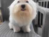 Kore Maltese Yavrum