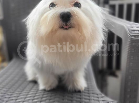 Kore Maltese Yavrum görsel