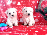 Kore Maltese Yavrum