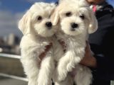 Wc Eğitimli Kar Beyaz 0 Numara Maltese Terrier Yavrularımız