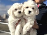 Wc Eğitimli Kar Beyaz 0 Numara Maltese Terrier Yavrularımız