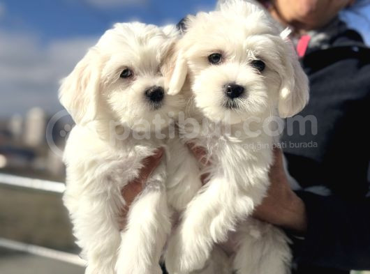 Wc Eğitimli Kar Beyaz 0 Numara Maltese Terrier Yavrularımız görsel