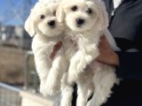 Wc Eğitimli Kar Beyaz 0 Numara Maltese Terrier Yavrularımız