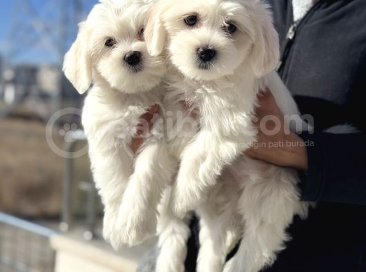 Wc Eğitimli Kar Beyaz 0 Numara Maltese Terrier Yavrularımız görsel