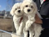 Wc Eğitimli Kar Beyaz 0 Numara Maltese Terrier Yavrularımız