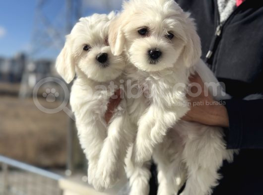 Wc Eğitimli Kar Beyaz 0 Numara Maltese Terrier Yavrularımız görsel