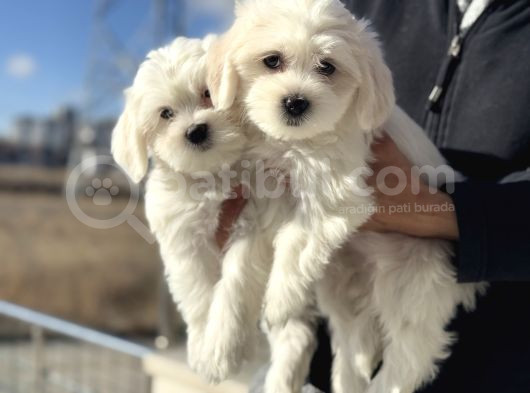 Wc Eğitimli Kar Beyaz 0 Numara Maltese Terrier Yavrularımız görsel