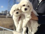 Wc Eğitimli Kar Beyaz 0 Numara Maltese Terrier Yavrularımız