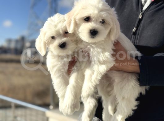 Wc Eğitimli Kar Beyaz 0 Numara Maltese Terrier Yavrularımız görsel