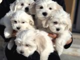 Wc Eğitimli Kar Beyaz 0 Numara Maltese Terrier Yavrularımız