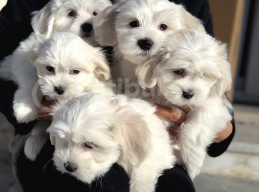 Wc Eğitimli Kar Beyaz 0 Numara Maltese Terrier Yavrularımız görsel