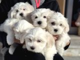 Wc Eğitimli Kar Beyaz 0 Numara Maltese Terrier Yavrularımız