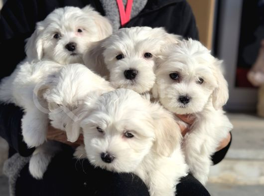 Wc Eğitimli Kar Beyaz 0 Numara Maltese Terrier Yavrularımız görsel