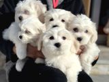 Wc Eğitimli Kar Beyaz 0 numara Maltese Terrier Yavrularımız