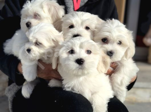 Wc Eğitimli Kar Beyaz 0 Numara Maltese Terrier Yavrularımız