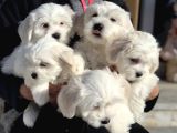 Wc Eğitimli Kar Beyaz 0 Numara Maltese Terrier Yavrularımız