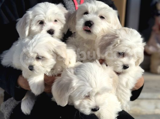 Wc Eğitimli Kar Beyaz 0 Numara Maltese Terrier Yavrularımız görsel