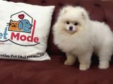 Petmode Köpek Çiftliğinden 7 Aylık Wc Eğitimli Pomeranian