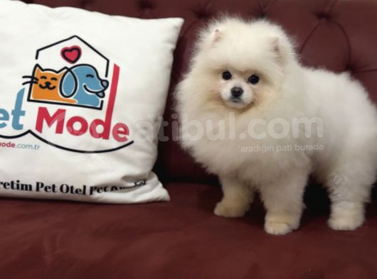 Petmode Köpek Çiftliğinden 7 Aylık Wc Eğitimli Pomeranian görsel