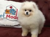 Petmode Köpek Çiftliğinden 7 Aylık Wc Eğitimli Pomeranian