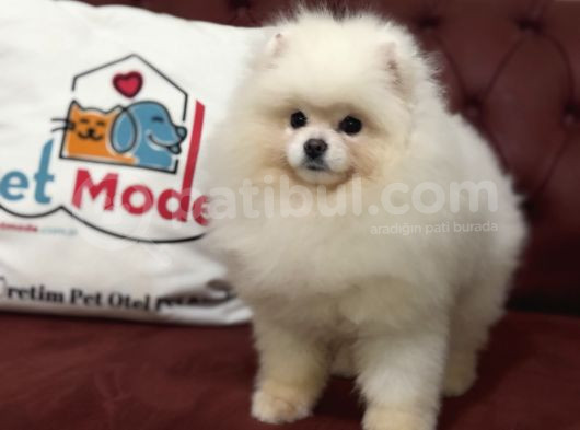 Petmode Köpek Çiftliğinden 7 Aylık Wc Eğitimli Pomeranian görsel