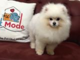 Petmode Köpek Çiftliğinden 7 Aylık Wc Eğitimli Pomeranian