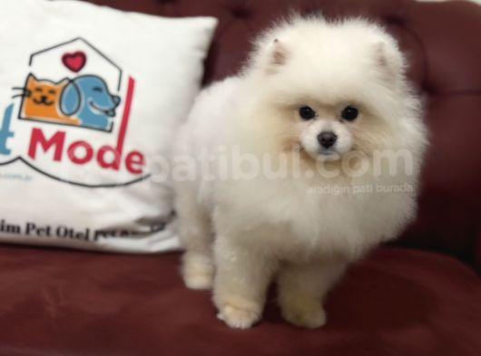 Petmode Köpek Çiftliğinden 7 Aylık Wc Eğitimli Pomeranian görsel