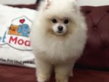 Petmode Köpek Çiftliğinden 7 Aylık Wc Eğitimli Pomeranian