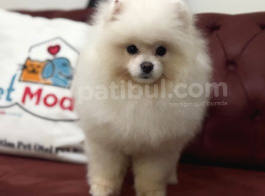 Petmode Köpek Çiftliğinden 7 Aylık Wc Eğitimli Pomeranian görsel