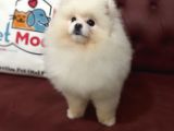 Petmode Köpek Çiftliğinden 7 Aylık Wc Eğitimli Pomeranian