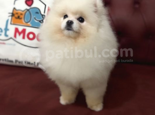 Petmode Köpek Çiftliğinden 7 Aylık Wc Eğitimli Pomeranian görsel