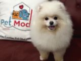 Petmode Köpek Çiftliğinden 7 Aylık Wc Eğitimli Pomeranian