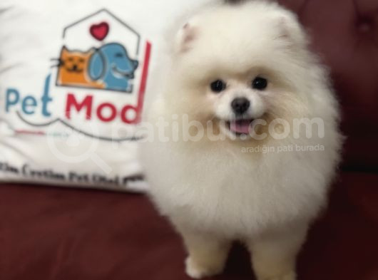 Petmode Köpek Çiftliğinden 7 Aylık Wc Eğitimli Pomeranian görsel