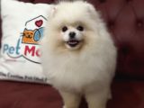 Petmode Köpek Çiftliğinden 7 Aylık Wc Eğitimli Pomeranian