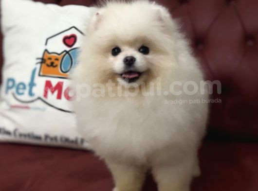 Petmode Köpek Çiftliğinden 7 Aylık Wc Eğitimli Pomeranian görsel