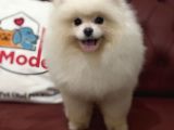Petmode Köpek Çiftliğinden 7 Aylık Wc Eğitimli Pomeranian