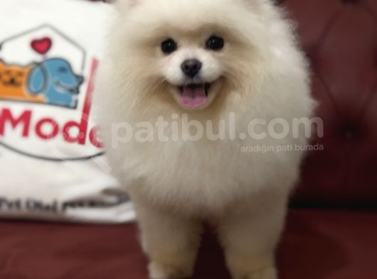 Petmode Köpek Çiftliğinden 7 Aylık Wc Eğitimli Pomeranian görsel