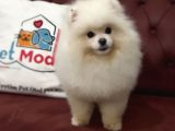 Petmode Köpek Çiftliğinden 7 aylık wc eğitimli pomeranian