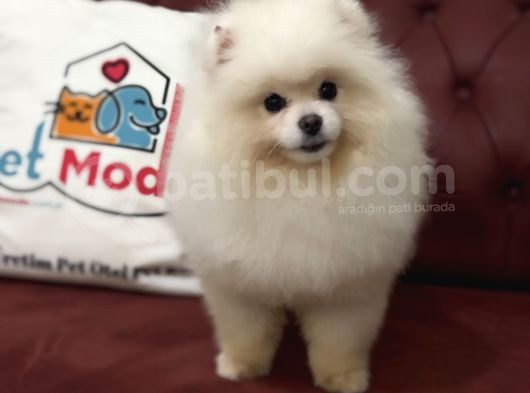Petmode Köpek Çiftliğinden 7 Aylık Wc Eğitimli Pomeranian