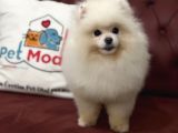 Petmode Köpek Çiftliğinden 7 Aylık Wc Eğitimli Pomeranian