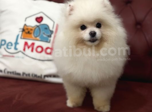 Petmode Köpek Çiftliğinden 7 Aylık Wc Eğitimli Pomeranian görsel