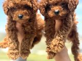 Ankaranın En Elit Toy Poodle Yavruları Petmode Den