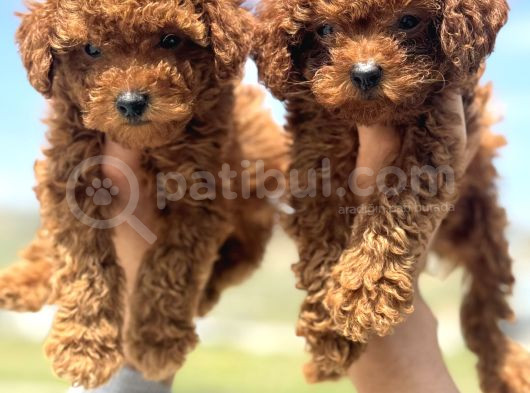 Ankaranın En Elit Toy Poodle Yavruları Petmode Den görsel