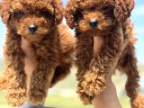 Ankaranın En elit toy poodle yavruları Petmode den