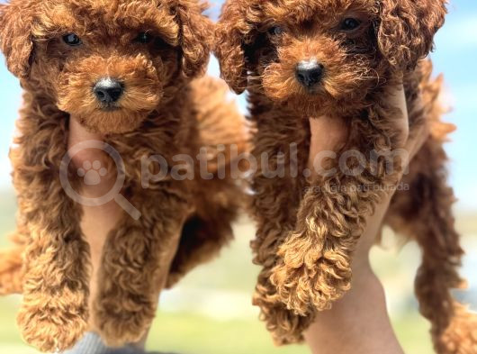 Ankaranın En Elit Toy Poodle Yavruları Petmode Den
