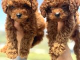 Ankaranın En Elit Toy Poodle Yavruları Petmode Den