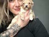 Toy Poodle Yavrular