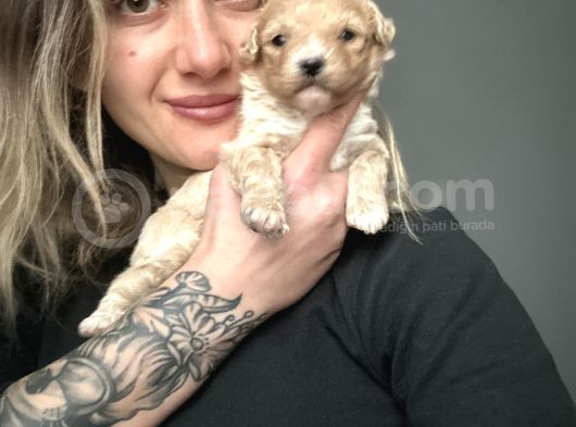 Toy Poodle Yavrular görsel