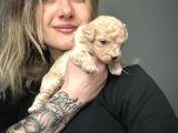Toy Poodle Yavrular