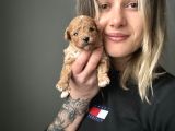 Toy Poodle Yavrular
